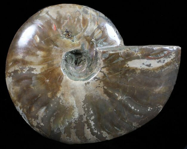 Polished Ammonite Fossil - Madagascar #59896